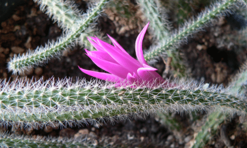 rat tail cactus small