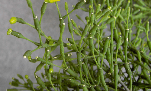 rhipsalis small