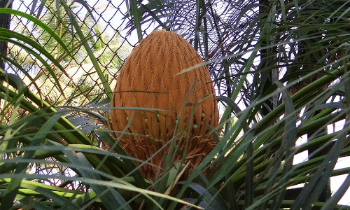 sago palm small