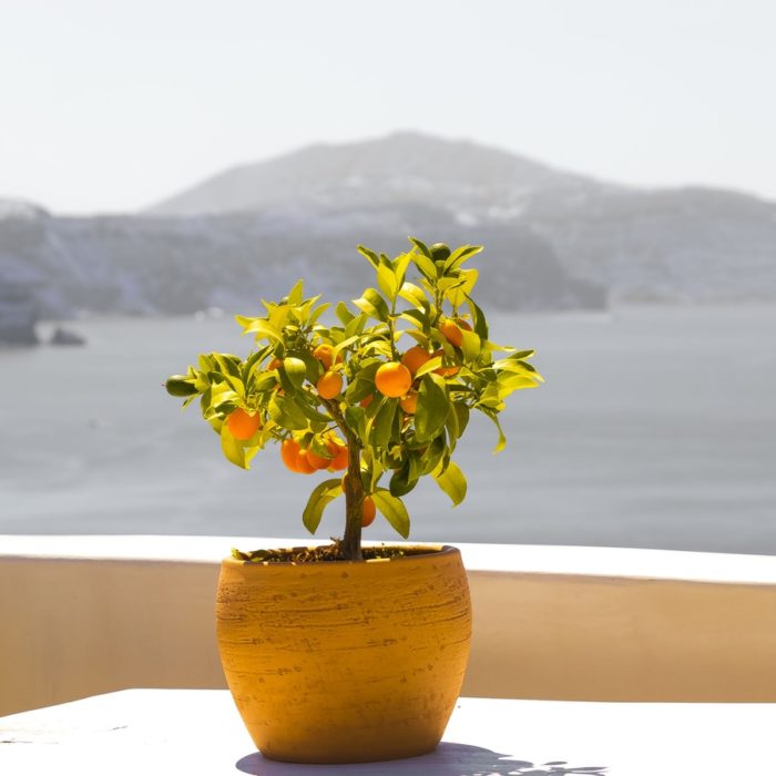 small orange tree