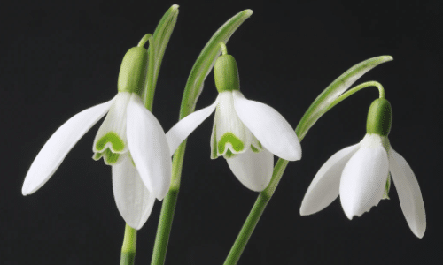 snowdrop small