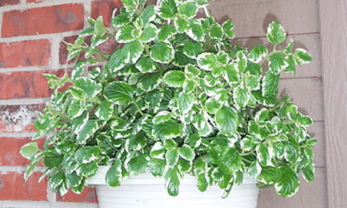 swedish ivy small