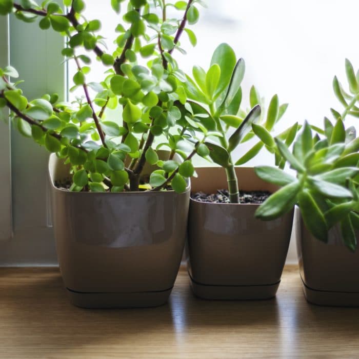 three plants