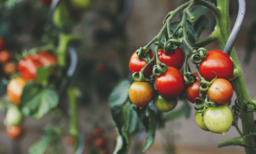 tomatoes small