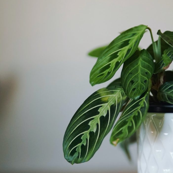 variegated leaves