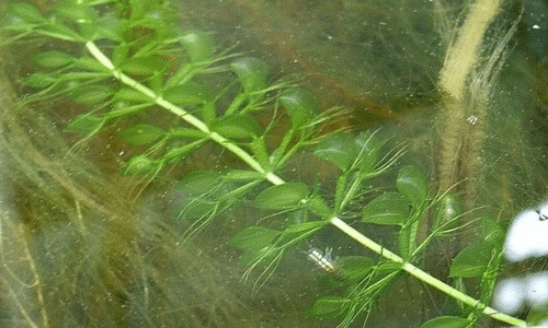 waterwheel plant small