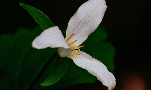 western trillium small