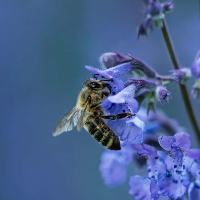 bee and catnip