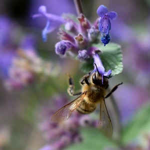 bee and catnip small