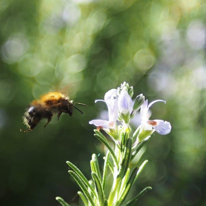 bee and rosemary