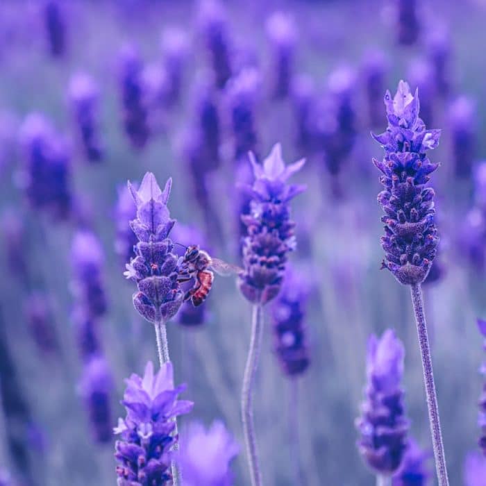 bees and lavender