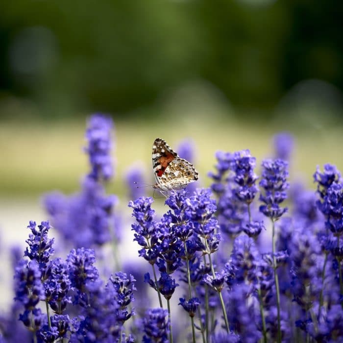 butterfly on lavender