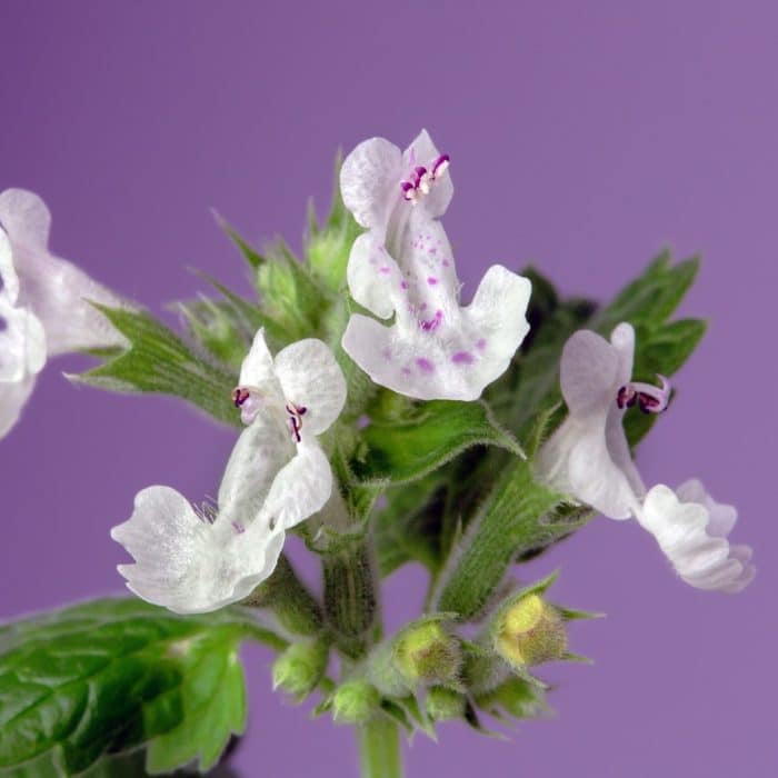 catnip white flowers