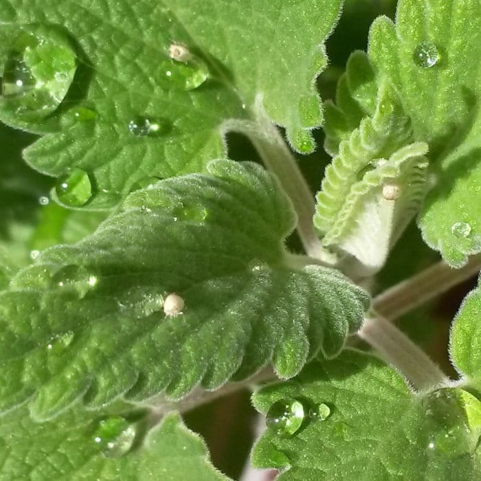catnip and water droplet