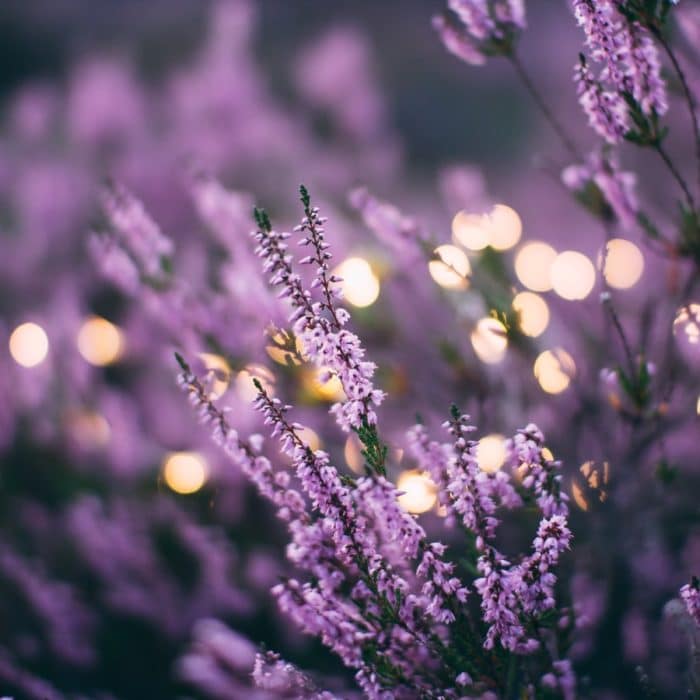 evening lavender