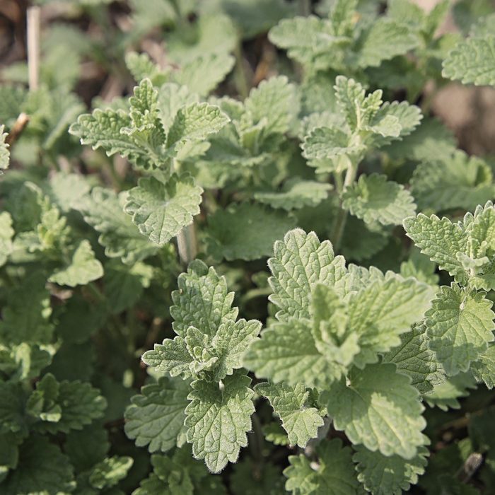 catnip leaves