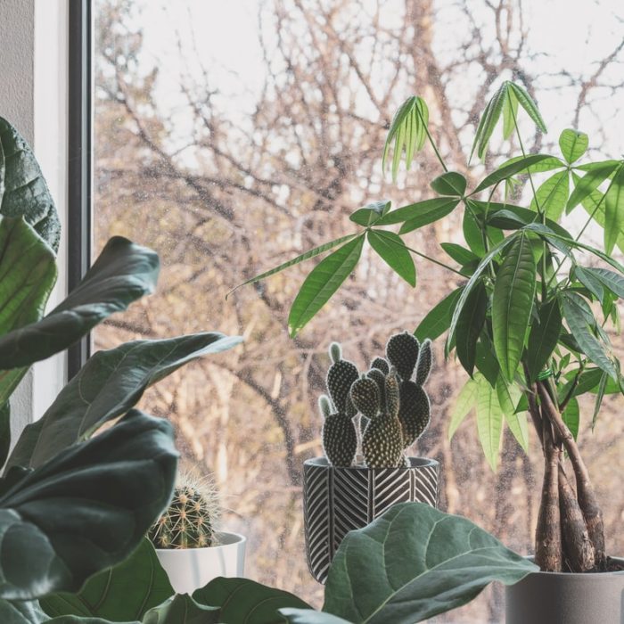 indoor trees and shrubs