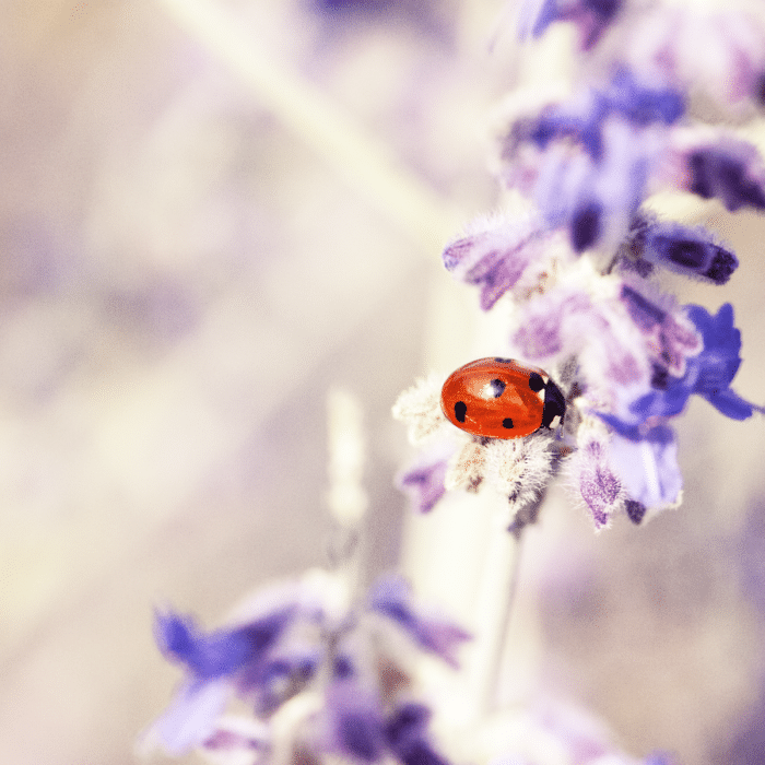 ladybug on lavender