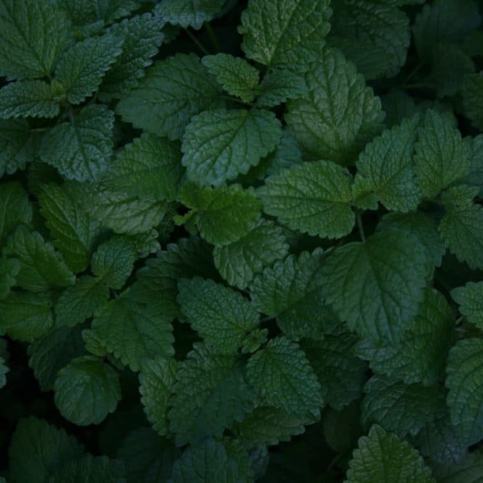 lemon balm dark