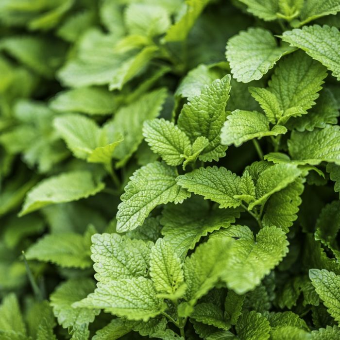 lemon balm light