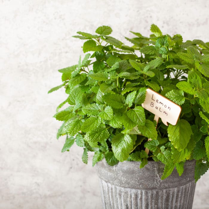 lemon balm (melissa) herb in flowerpot with name tag