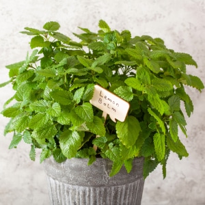 lemon balm small square