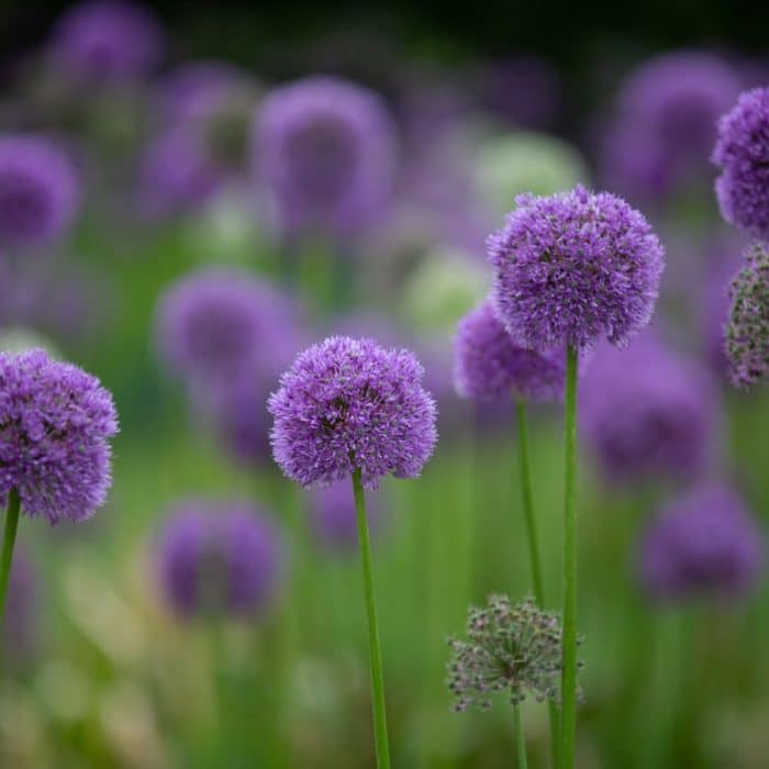 light purple allium