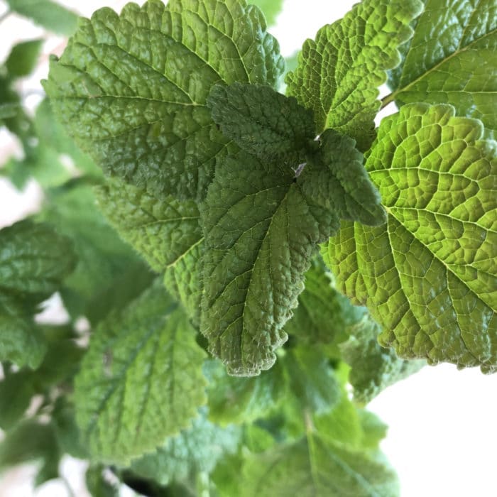 melissa-officinalis-or-lemon-balm-also-known-as-ba-7EUR6R2