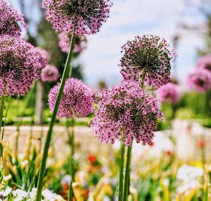 pink alliums