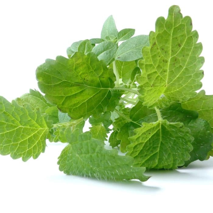 lemon balm leaves