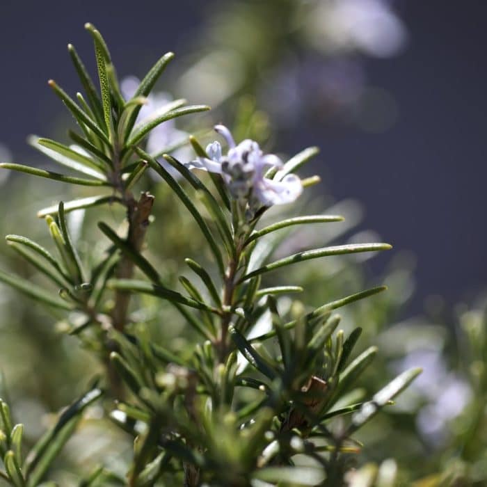 rosemary and flowers