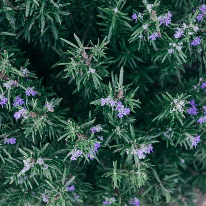 rosemary and purple flowers