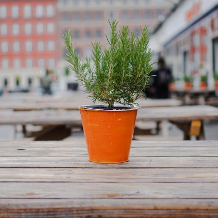 rosemary in a pot