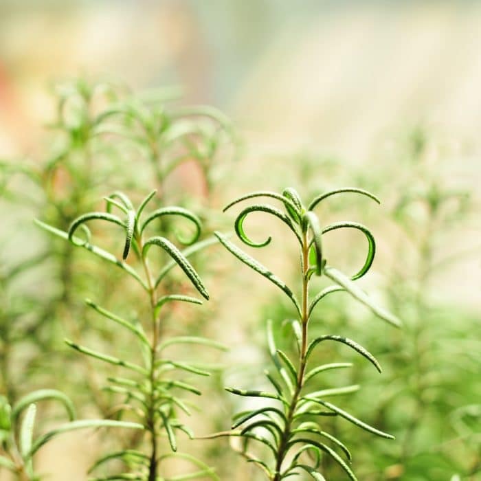 rosemary in good lighting