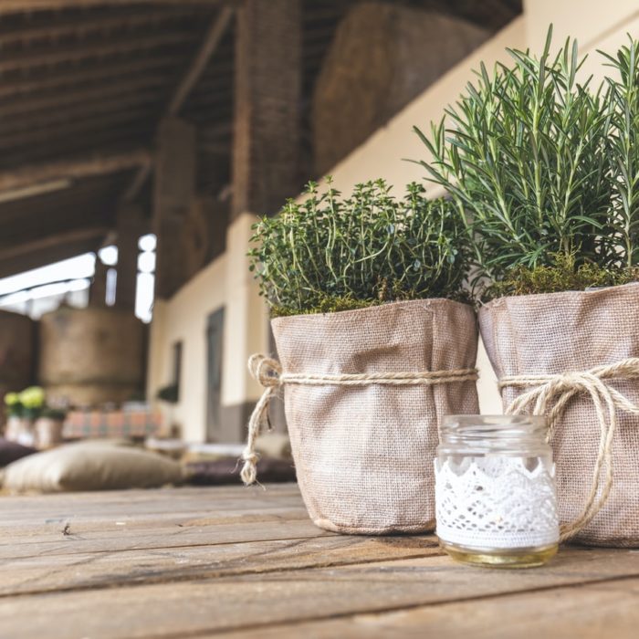 rosemary in pots