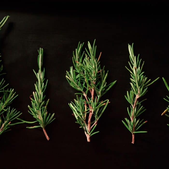 rosemary lines