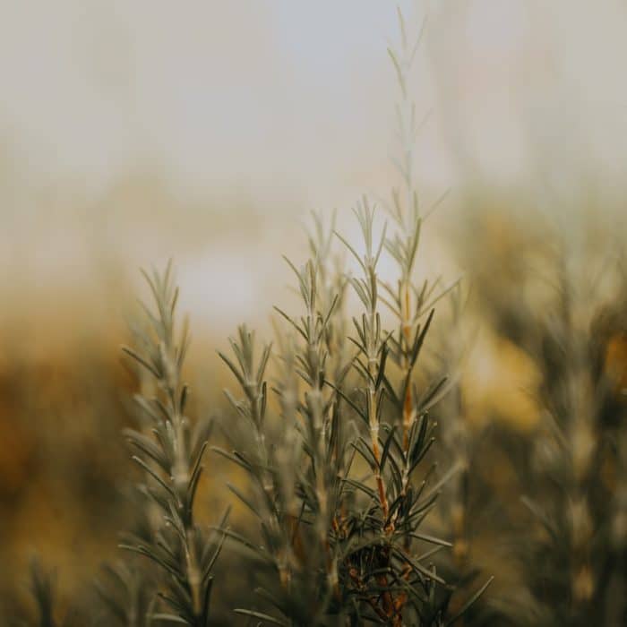 rosemary stalks