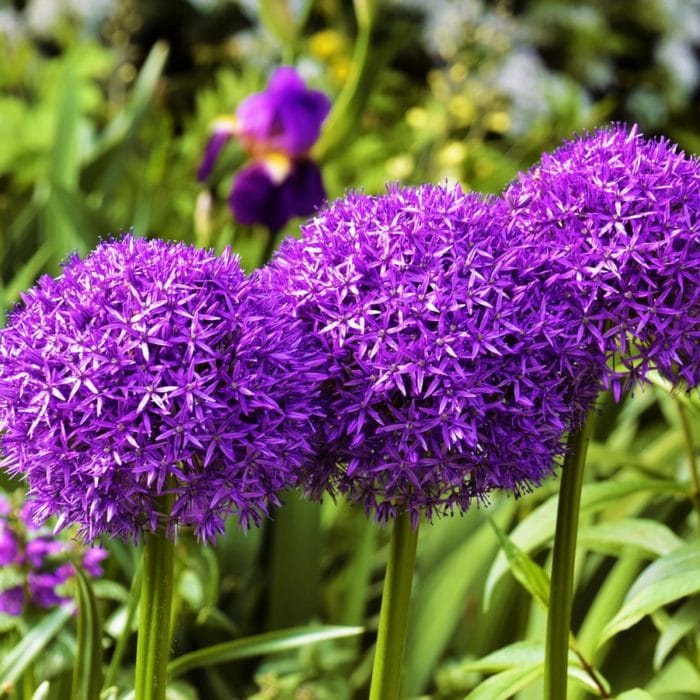 three purple allium