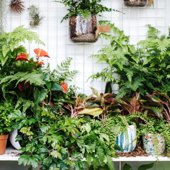 tile bathroom plants