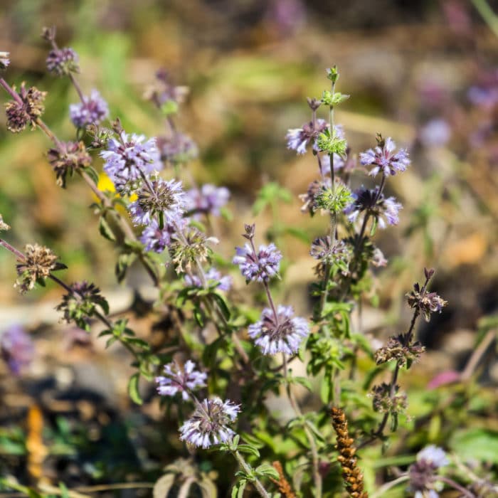 bunch of pennyroyal flowers