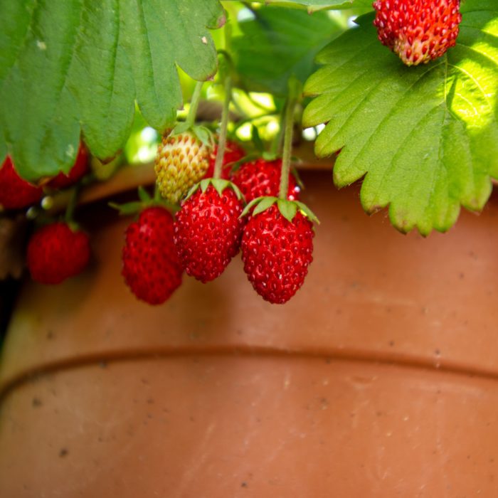 Strawberry Indoor Pot