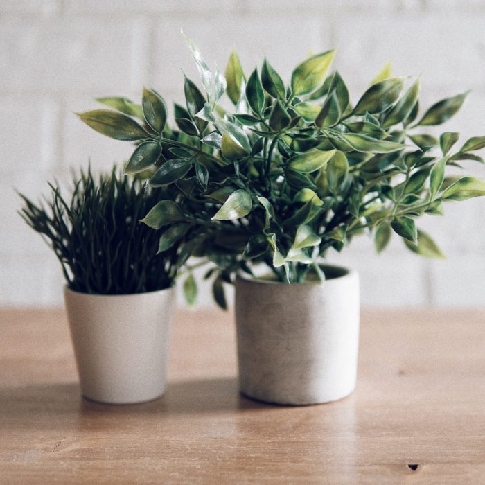 Two Plants in Pots