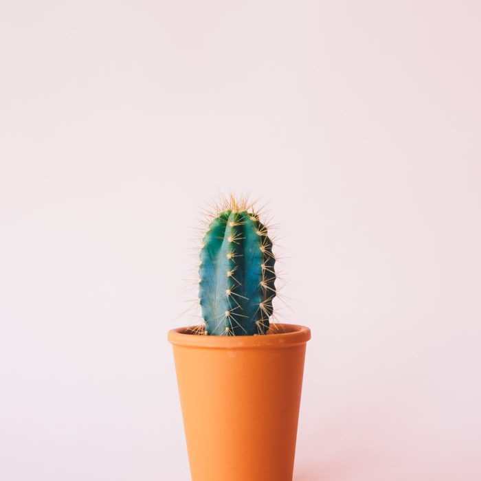 Lone Cactus Plant