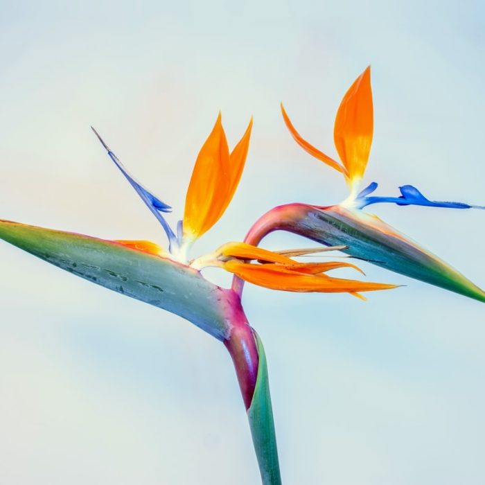 bird of paradise flowers