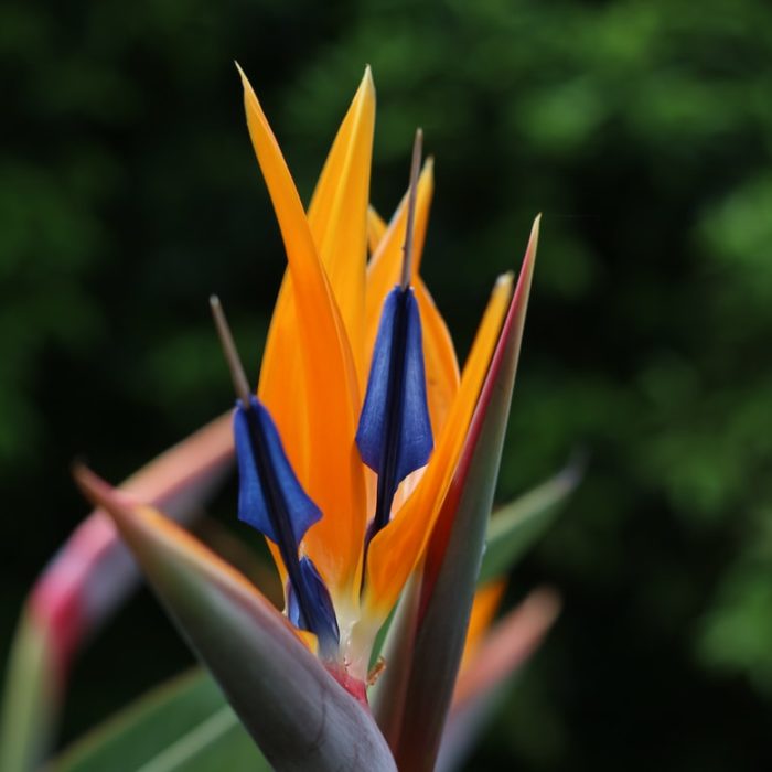 bird of paradise upright