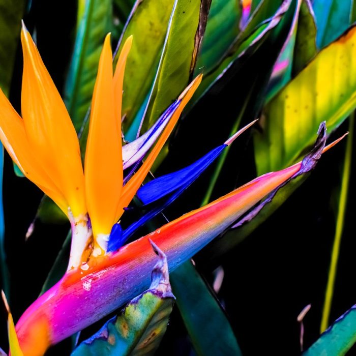 bird of paradise plant