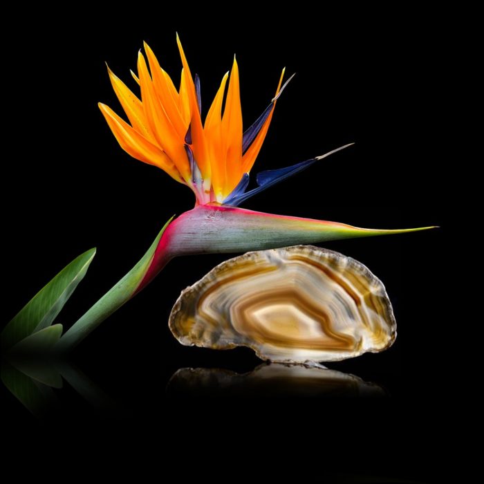 bird of paradise plant and shell