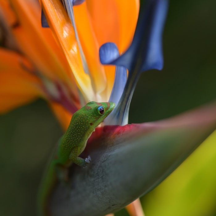 bird of paradise plant and gecko