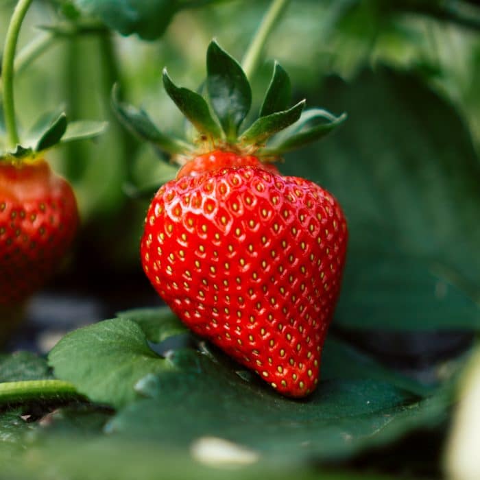 Strawberry Seed Plant