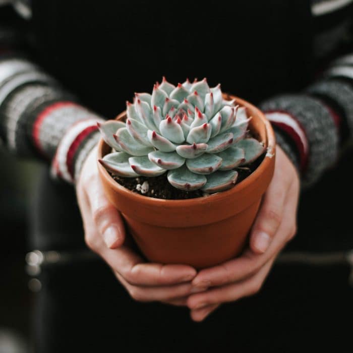 Pot with Cactus